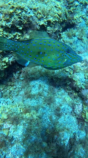 Este gallo parece que tiene luces de neón 🤯‼️ #pescasubmarina #pesca #spearfishing #juanitopescasub