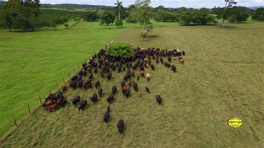 From above, you see the movement. On the ground, it’s hours of real work by our cowboys making sure each animal is raised with care. Healthy cattle, open fields, and Belizean hands doing what they do best. That’s the Running W difference. | Running W Brand Meats