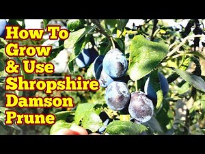 Shropshire Damson Prune: How To Grow And Use/ Make Delicious Damson Jam/ Fruit Orchard
