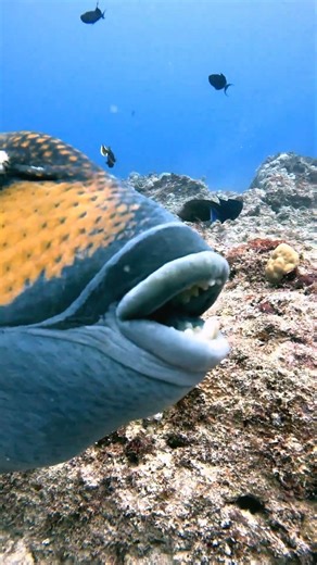Titan triggerfish