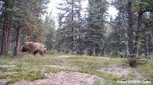 1.8M views · 45K reactions | A beautiful grizzly bear begins this two week look into the Yukon wilderness at this busy site. Following this bruin are some panicked elk, a wolf, coyotes, a red fox, a black fox at night, and a small herd of wild horses. #yukonwildlife | Yukon Wildlife Cams | Facebook