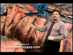 Posterior Mediastinium Human Anatomy Dissection Review