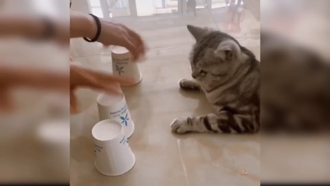 Cute Kittens in Playful Costumes