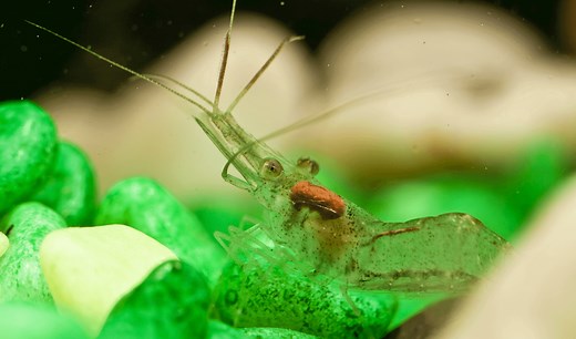 Ghost Shrimp Care Guide & Species Profile