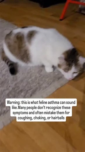 The Kitten Mommy | This is not just a sound… it is a silent cry for help that many people never recognize. This is what feline asthma looks and sounds like. A... | Instagram