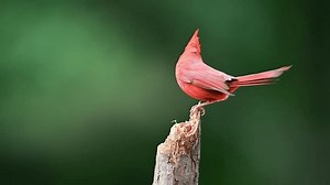 clip-3791200203-male-cardinal-perched-on-small-dead-broken