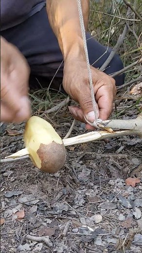 How to set up snare trap in the forest