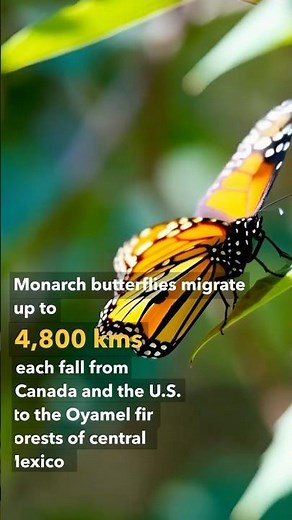 Monarch butterflies migrate up to 4800 kms!
