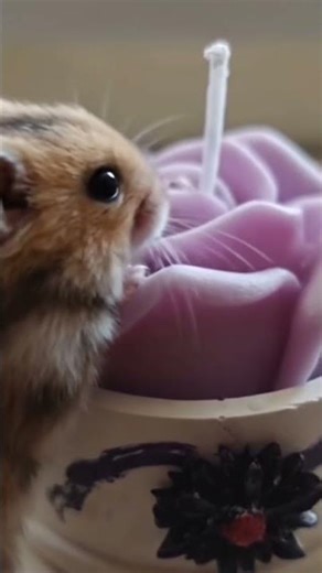 cute rat sniffing my candle #love #beauty #diy #motivation #viral