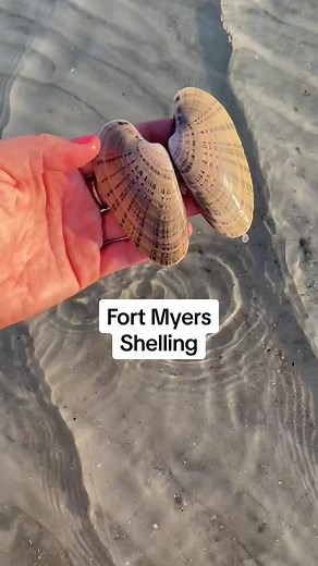 Exploring Fort Myers Beach Shelling Adventures