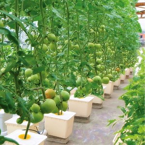[Hot Item] Hydroponics Dutch Bucket or Bato Bucket System for Tomato