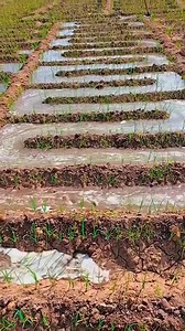Fallow irrigation 😍 | Farming Web Zambia