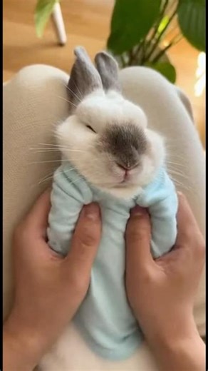 Is there anything better than a morning massage? 💆‍♂️🐰✨ #bunny #rabbit #massage