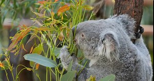 Koala Bear in Eucalyptus tree in Australia