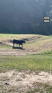750K views · 4.5K reactions | THAT'S BULL: An aggressive bull found its way on the middle of the Rock Cobbler, an 80-mile California bike race, leading to a confrontation with at least 3 unlucky cyclists. Luckily, none of the cyclists were seriously injured, and each of them 'were all back here drinking beers,' after the race concluded, said a Rock Cobbler organizer. | NowThis | Facebook