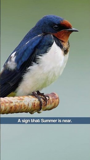 The (Barn) Swallow's Scratchy Song - Bird Sounds #shorts