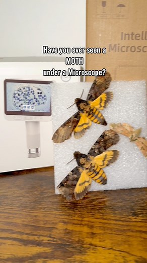 Moth under a microscope 😱當當狸 beaverlab Darwin M2 intelligent Microscope so much fun to use this! #underamicroscope #moths #deathsheadmoth | Jumping spider & Moth life