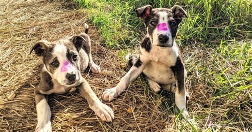 La impactante historia de los perros de Chernobyl que lograron sobrevivir y adaptarse a un entorno altamente radiactivo