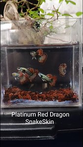 1K views · 5 comments | Israel Jacob Coronel on Reels | Facebook