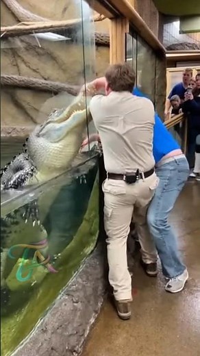 Brave Man Jumps In to Save Zookeeper from Alligator