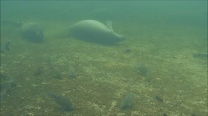 1K reactions · 318 shares | Watch some recent manatee videos from our...