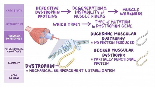 Video: Muscular dystrophies and mitochondrial myopathies: Pathology review - Video Explanation! | Osmosis | Osmosis