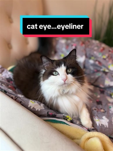 maybe it’s MAE-belline #meredithmaeragdollcat #catsoftiktok #catapartment #eyelinertutorial #petcontent