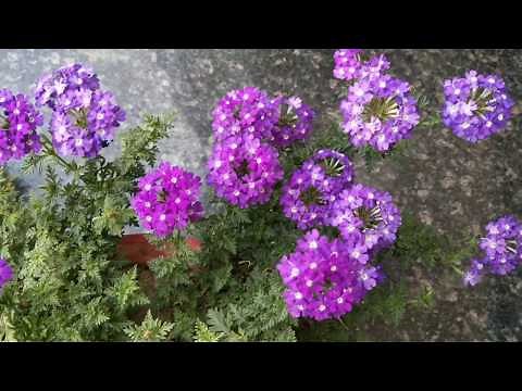 Verbena types and varieties