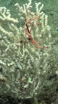 A newly discovered deep-sea coral solves a 100-year-old mystery!