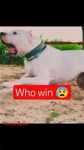 Dogo Argentino vs Wolf | Monitor Lizard Rescue Fight! 😱🔥