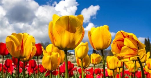 8 квітня: народне свято і прикмети, що не можна робити