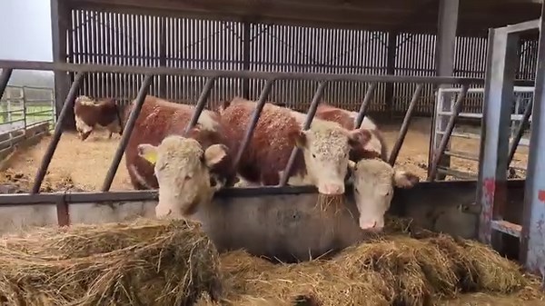 Something a bit different going on at the farm this morning! | Elwess Herefords