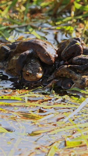 Common Toad often gather in large breeding groups, where several males may cling to a single female in what is known as a mating ball. This happens when competition is high, with males attempting to secure position during amplexus as eggs are laid. ——————— Sound not original audio!! ——————— Shot By: Canon 1DX MKII ——————— Common toad, Bufo bufo, toad breeding, mating ball, amphibian spawning, UK amphibians, pond wildlife, spring migration, wildlife photography, Canon 1DX Mark II, nature document