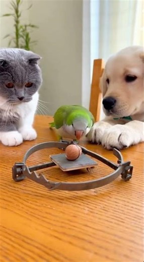 This Is Real Friendship! Cat & Dog Team Up So the Parrot Eats Safely