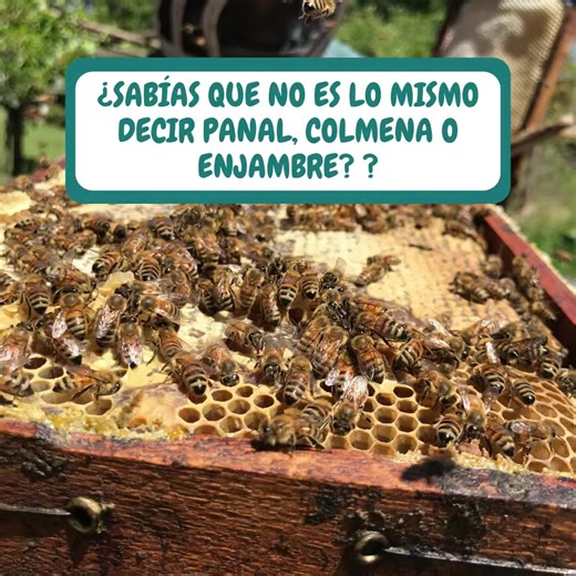 Panal, Enjambre y Colmena: Un Mundo de Abejas