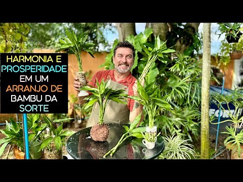 BAMBU DA SORTE: Dicas para Cultivar, Decorar e Atrair Prosperidade