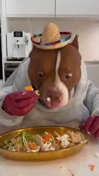 Funny Cute Dog Throws Food Away | Hilarious Dog Reaction