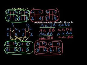Gene recombination | Repulsion | Coupling