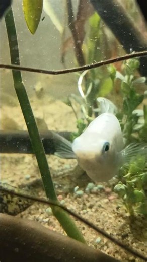 🔥 Shrimp vs Fish Fight! 🦐🐟 | #aquarium #shorts