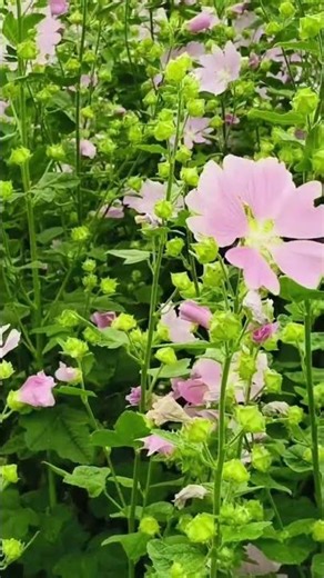 🌸 Malva thuringiaca in Bloom | The Beauty of Garden Tree-Mallow 🌿