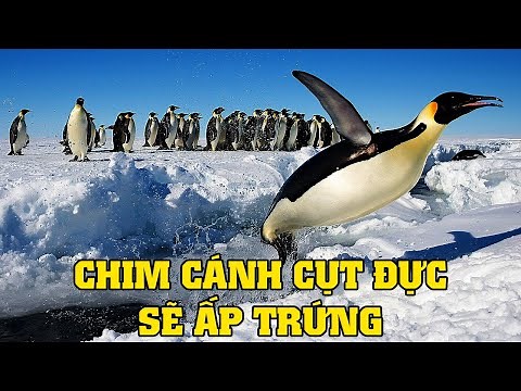 Interesting Facts About Penguins | Explore the Animal World