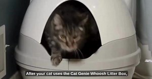 🚨 The NEW CatGenie WHOOSH is here! 🚨 Say goodbye to scooping forever 😻 ✅ Uses flushable tofu clumping litter ✅ 7-minute self-cleaning cycle ✅ Set & forget with the CatGenie A.I. app 💨 Expected release date: 10/11/2025 📦 Pre-order now to avoid disappointment — these will go fast! | CatGenie Australia