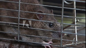 A closeup of an adult Brown Rat, Rattus norvegicus, caught in a live trap cage. UK