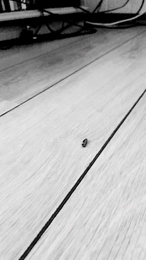 Inverted Click-Beetles: The Masters of Jumping Without Using Legs