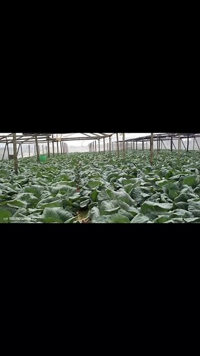 Greenhouse with fresh cabbage #viralreels Farmer Tinashe | Farmer Tinashe | Facebook