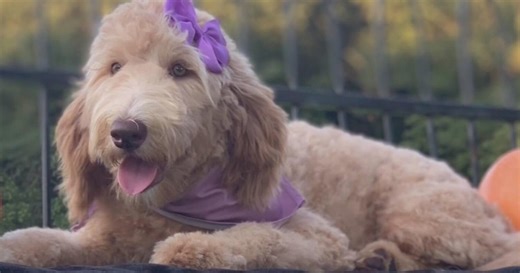 Honey, the comfort dog, helps North Texas families find peace after loss