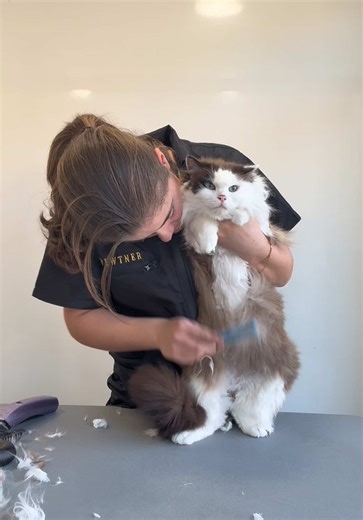 Grooming a Matted Cat: Tips and Tricks