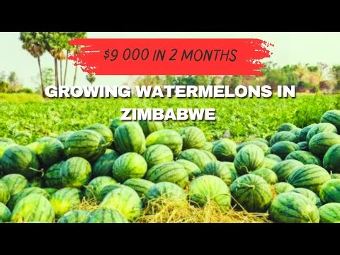 How Farmer Are Making $9 000 Growing 1 Hectare Of Watermelons in Zimbabwe