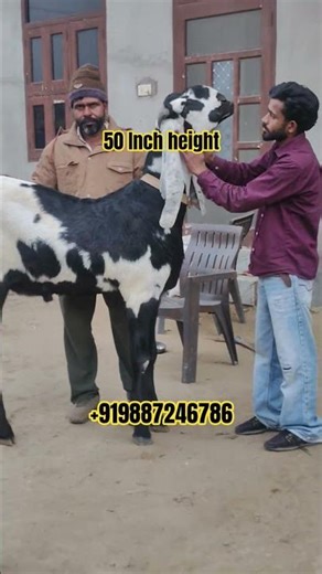 kya aapane itna bada Bakra dekha Hai 50 inch height #harpreetchandi #heera #prassthanam #patralekha