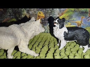 Border Collie VS Grey Wolf